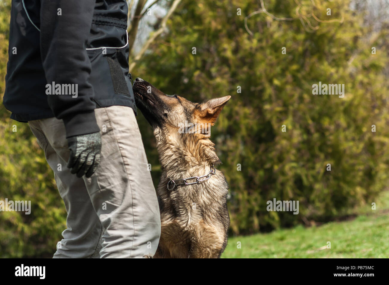 A german shepherd puppy trained by a dog trainer in a green environment at a sunny springtime. Stock Photo
