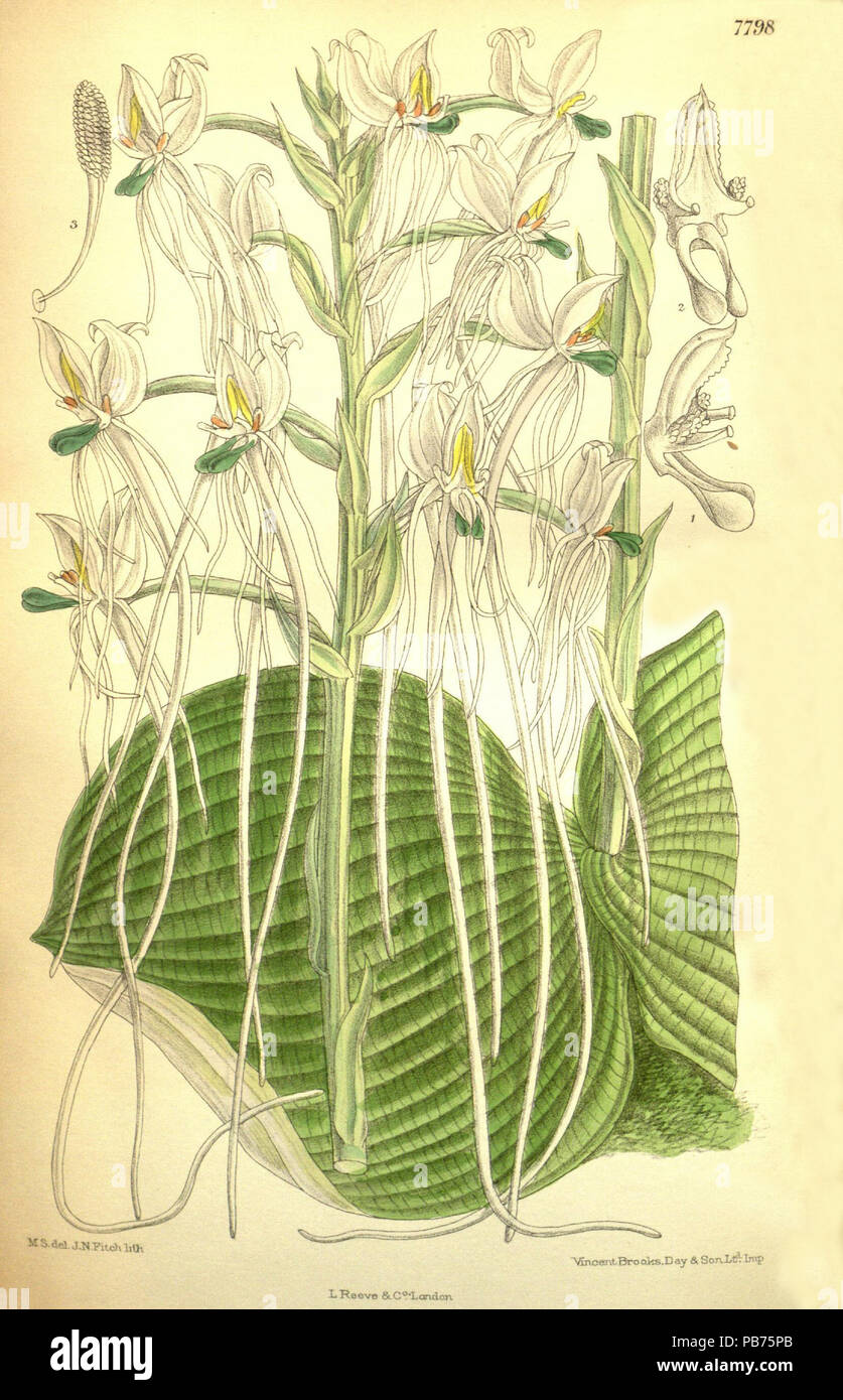 737 Habenaria armatissima (as Habenaria lugardiae, spelled Habenaria lugardii) - Curtis' 127 (Ser. 3 no. 57) pl. 7798 (1901) Stock Photo