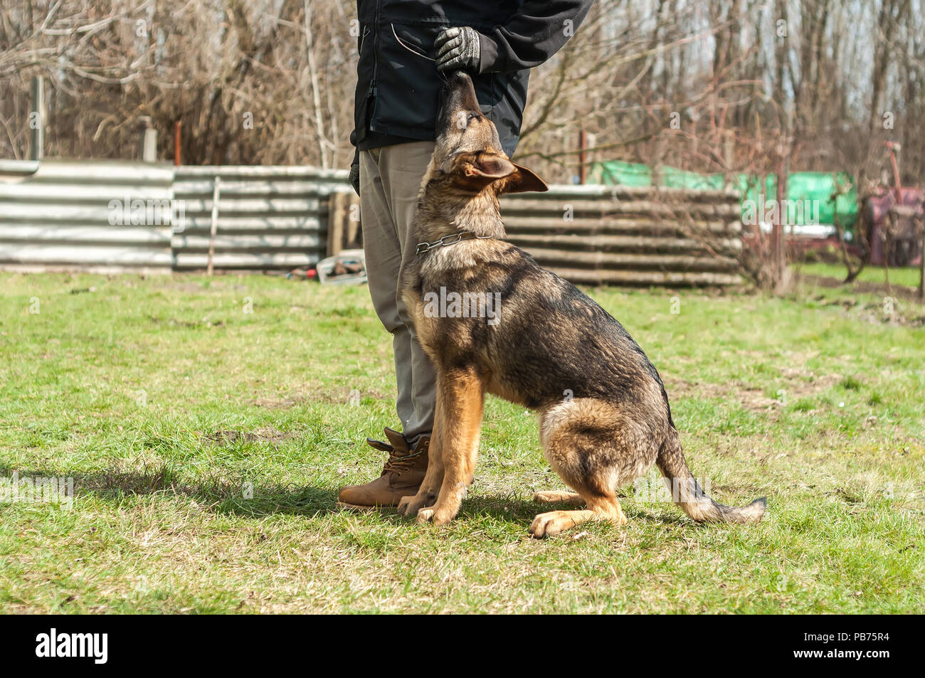 A german shepherd puppy trained by a dog trainer in a green environment at a sunny springtime. Stock Photo