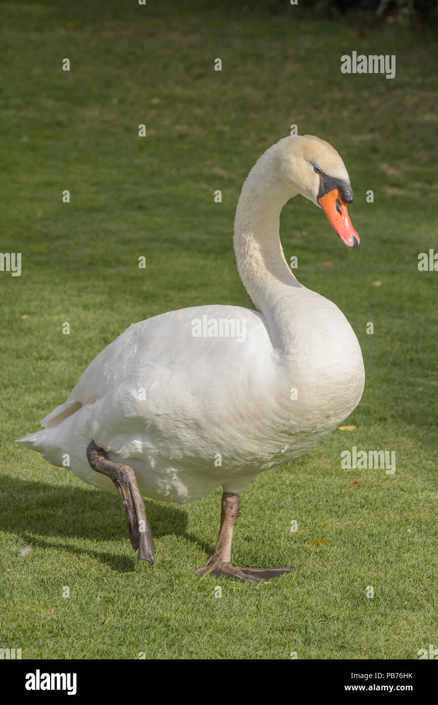 Mute swan, Cygnus olor, native to Eurasia, introduced to North America, Australasia, and southern Africa Stock Photo