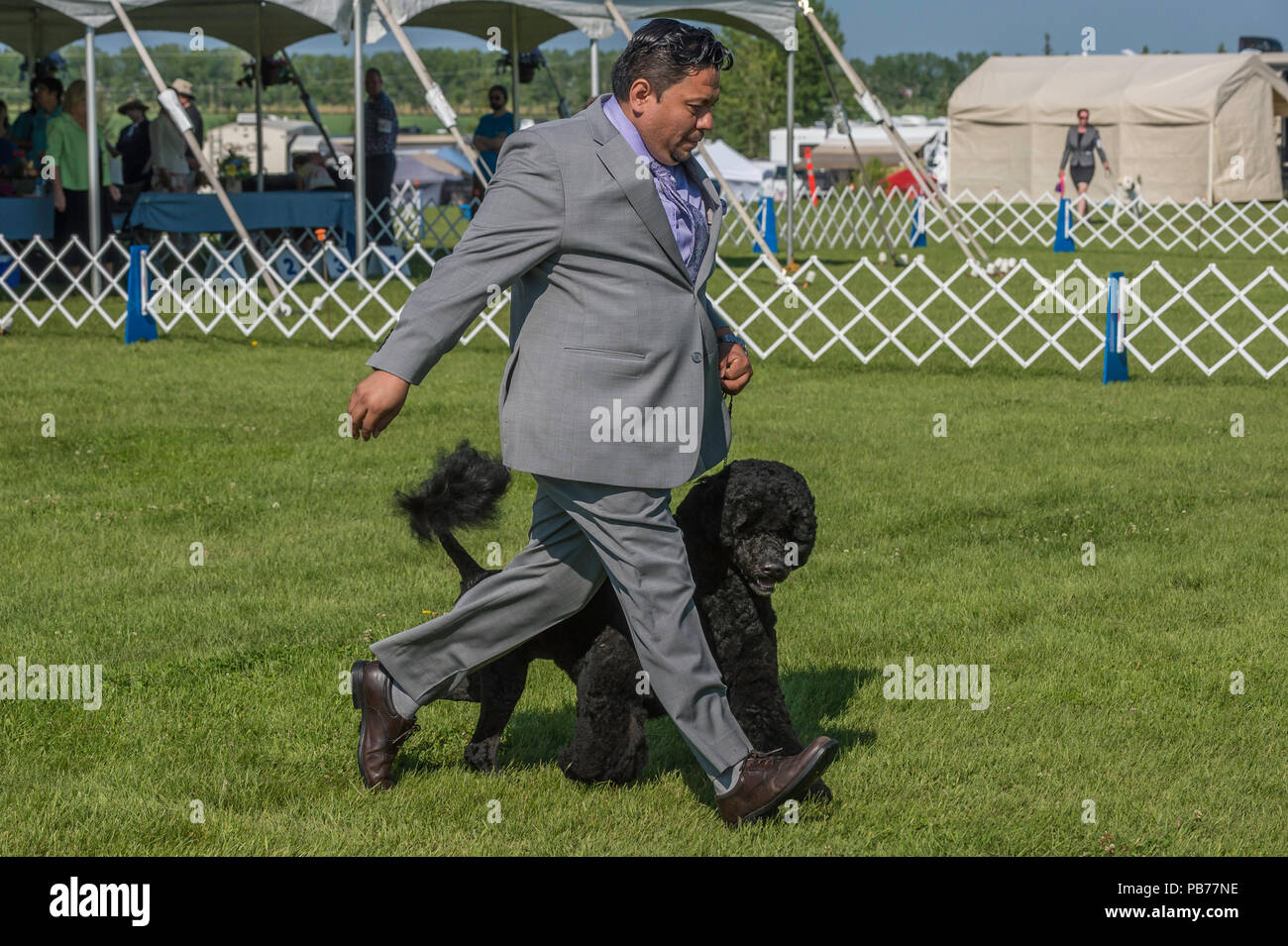 Portuguese water dog, Evelyn Kenny Kennel and Obedience Club Dog show, Alberta, Canada Stock Photo