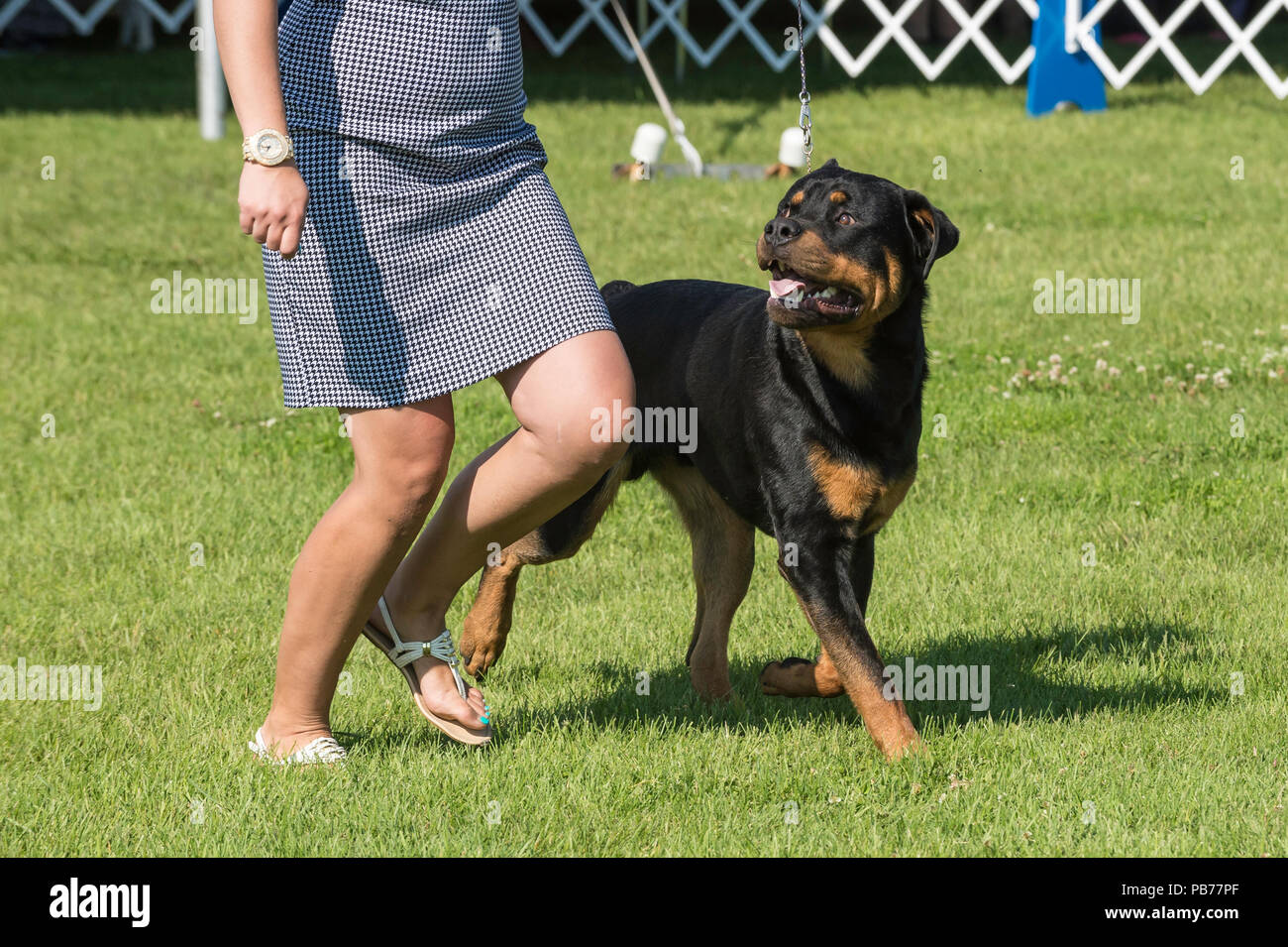 Rottweiler dog, Evelyn Kenny Kennel and Obedience Club Dog show, Alberta, Canada Stock Photo