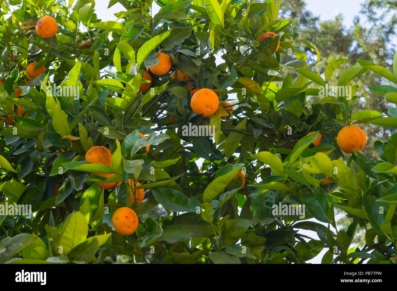 Italy Sicily Piazza Amerina Villa Romana del Casale ancient Luxury Roman Villa Unesco World Heritage Site 3rd/4th century oranges orange tree fruit Stock Photo