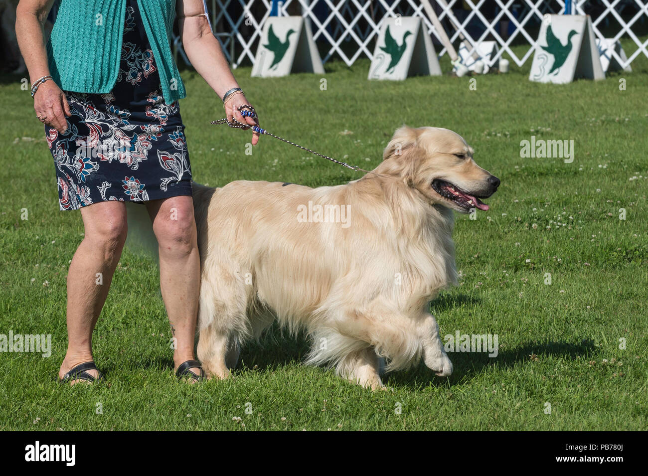 Canadian golden retriever hires stock photography and images Alamy
