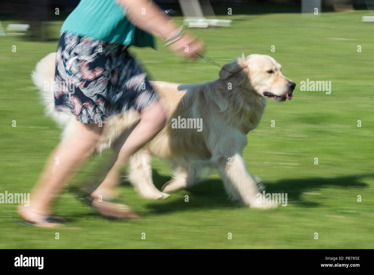 Golden retriever dog, Evelyn Kenny Kennel and Obedience Club Dog ...
