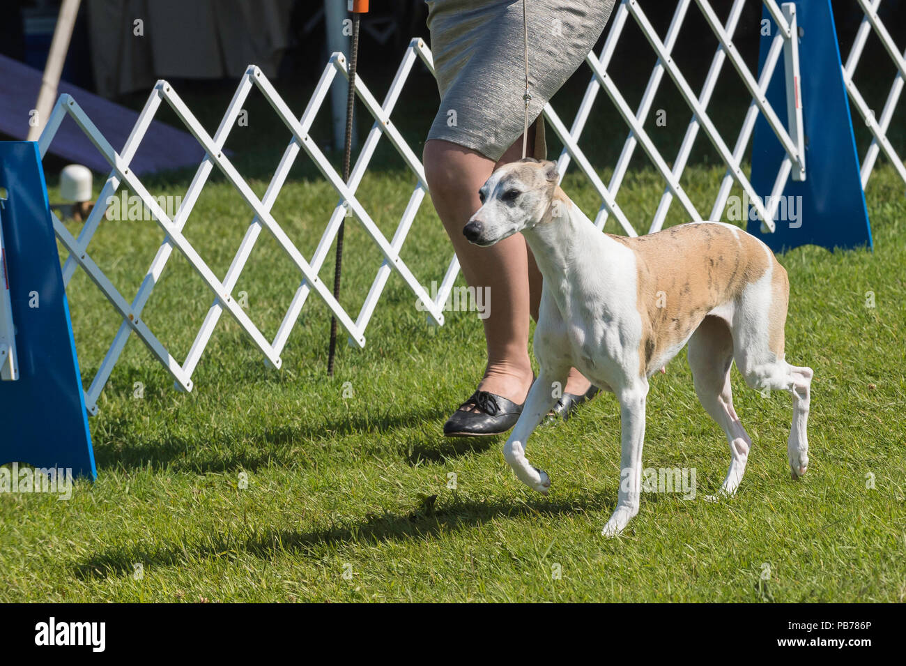 Whippet Dog Evelyn Kenny Kennel And Obedience Club Dog Show Alberta Canada Stock Photo Alamy