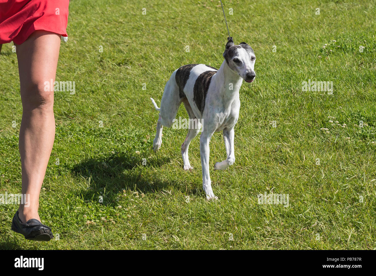Whippet Dog Evelyn Kenny Kennel And Obedience Club Dog Show Alberta Canada Stock Photo Alamy