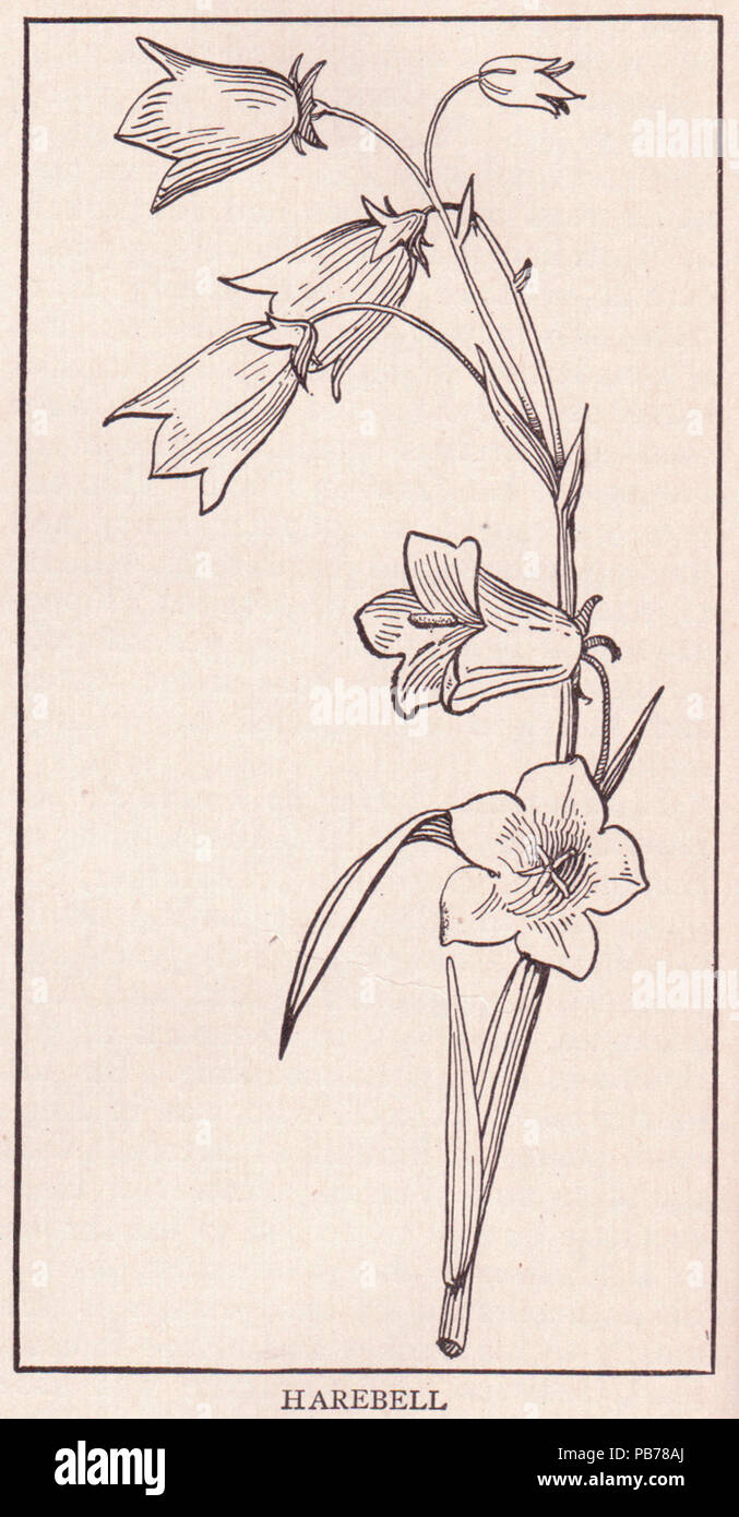 Botanical illustration harebell hi-res stock photography and images - Alamy