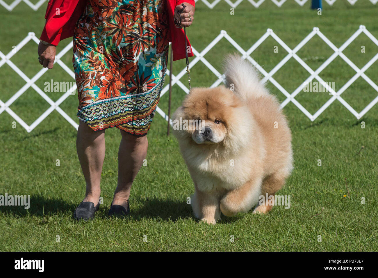 chow chow show