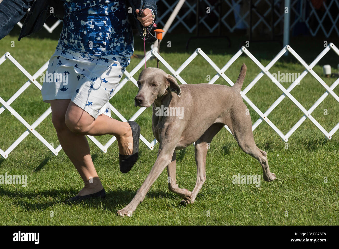 Weimaraner dog, Evelyn Kenny Kennel and Obedience Club Dog show, Alberta, Canada Stock Photo