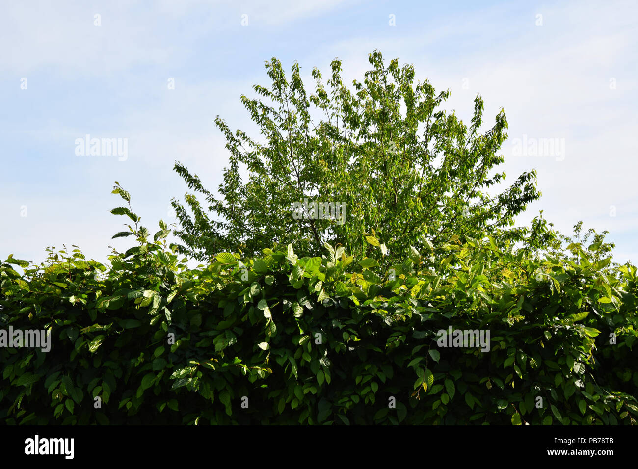 High top of a tree and dense leaves of a hedge Green garden Stock