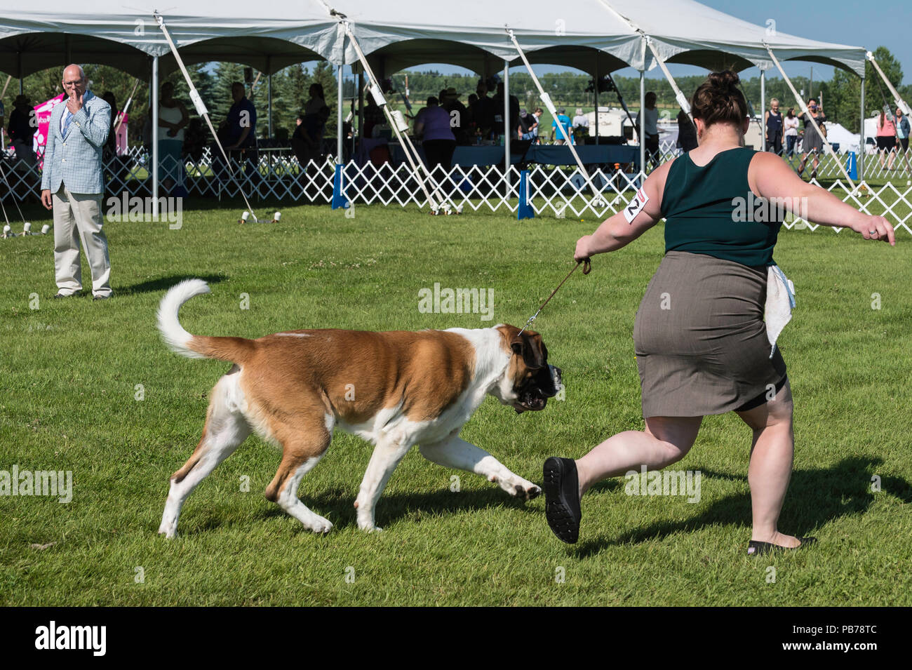St. Bernard dog, Evelyn Kenny Kennel and Obedience Club Dog show