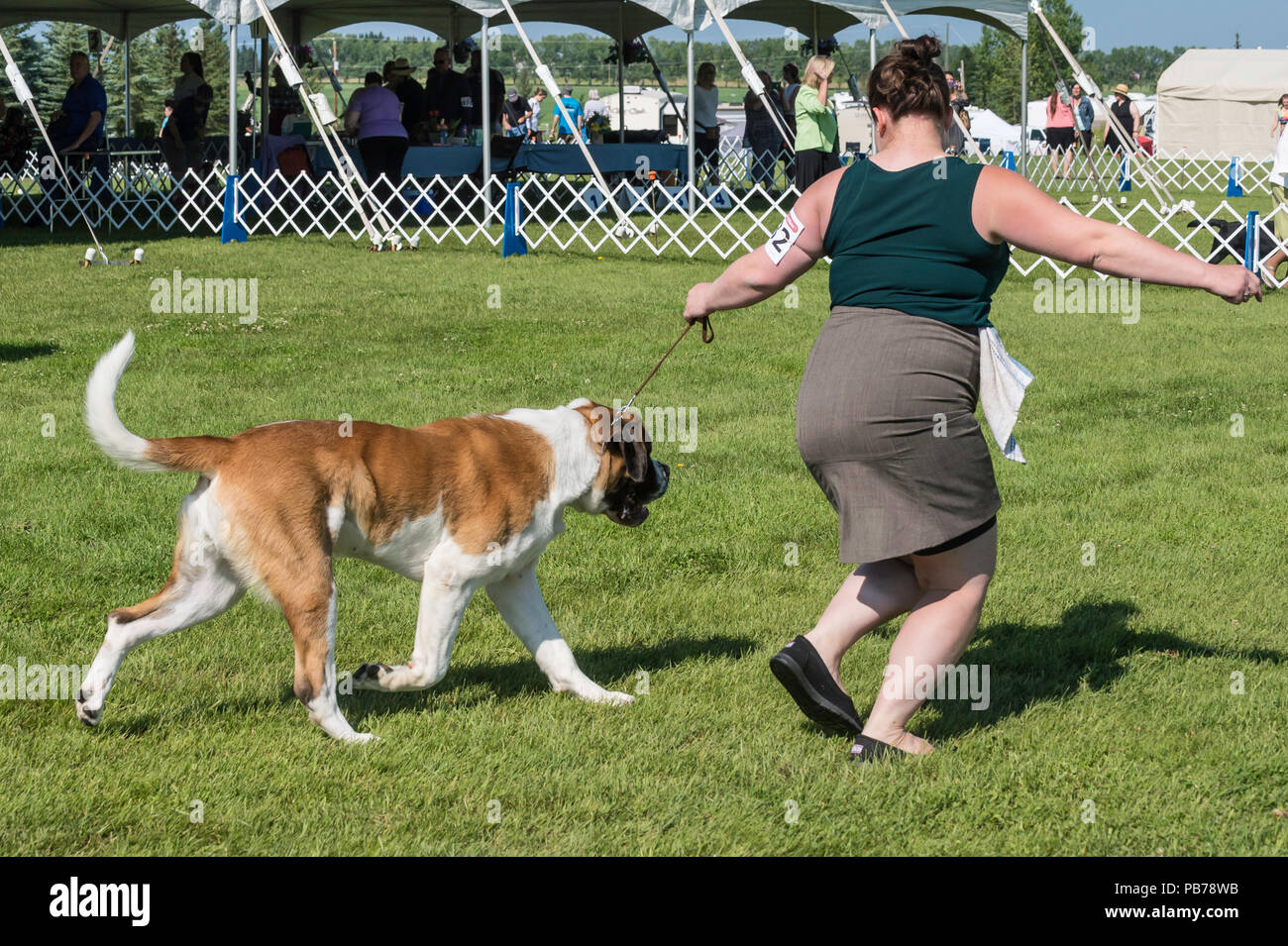 St. Bernard dog, Evelyn Kenny Kennel and Obedience Club Dog show
