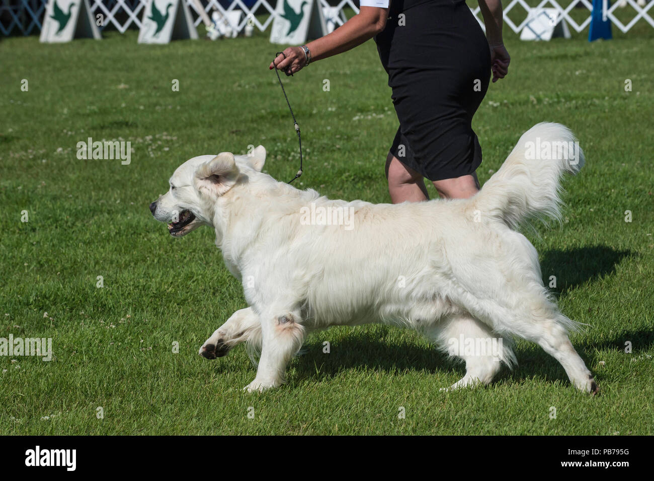 Golden retriever dog, Evelyn Kenny Kennel and Obedience Club Dog show, Alberta, Canada Stock Photo