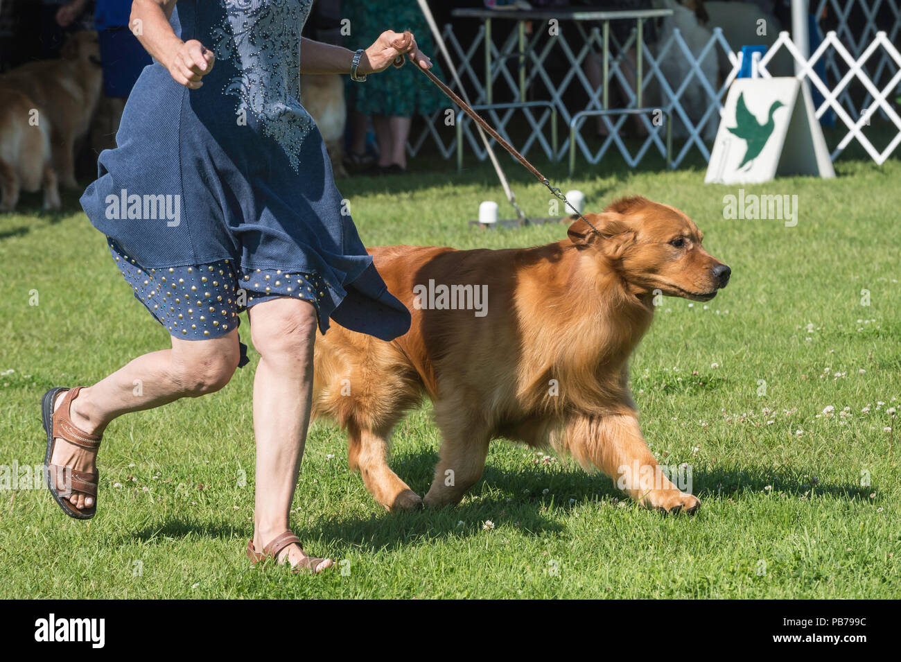Golden retriever dog, Evelyn Kenny Kennel and Obedience Club Dog show, Alberta, Canada Stock Photo