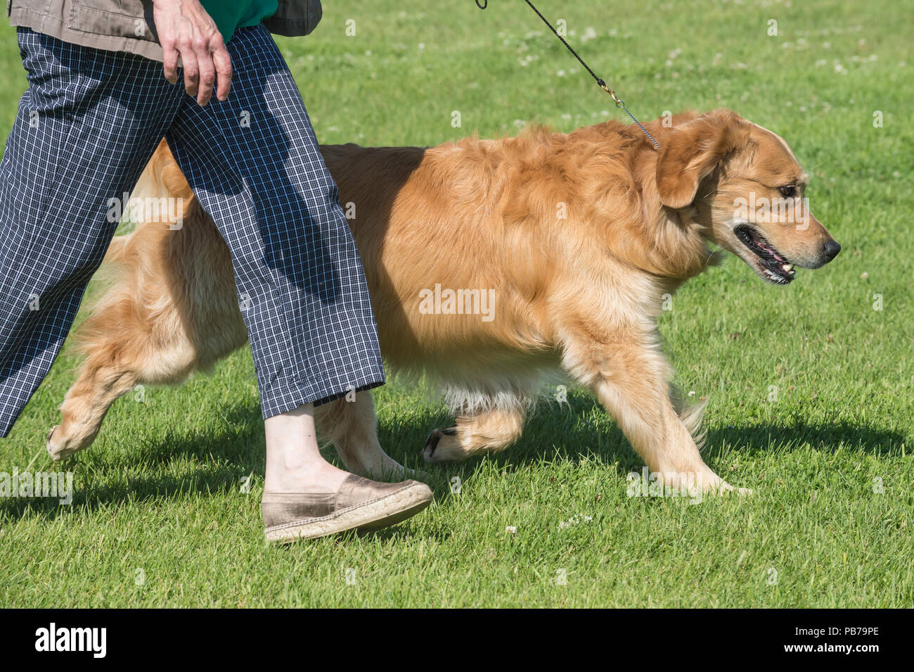 Golden retriever dog, Evelyn Kenny Kennel and Obedience Club Dog show, Alberta, Canada Stock