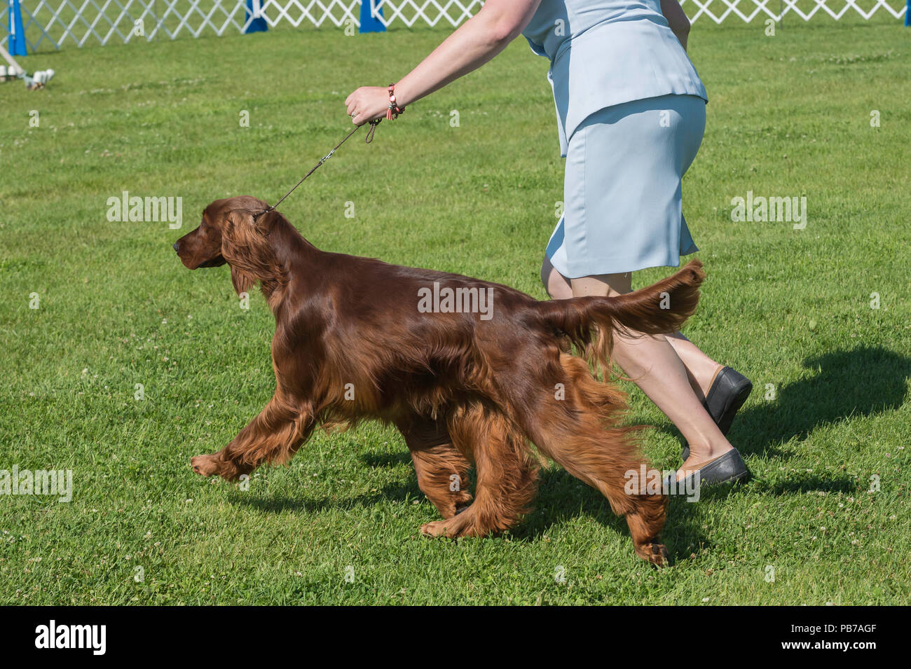 Irish Setter dog, Evelyn Kenny Kennel and Obedience Club Dog show, Alberta, Canada Stock Photo