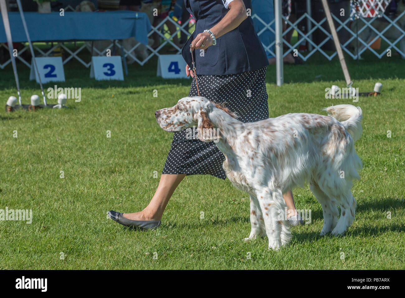 English setter dog, Evelyn Kenny Kennel and Obedience Club Dog show, Alberta, Canada Stock Photo