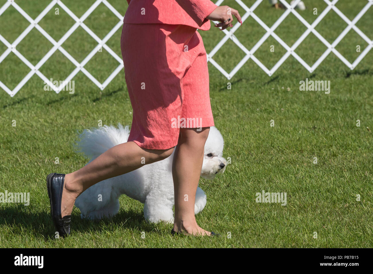 Bichon Frise dog, Evelyn Kenny Kennel and Obedience Club Dog show, Alberta, Canada Stock Photo