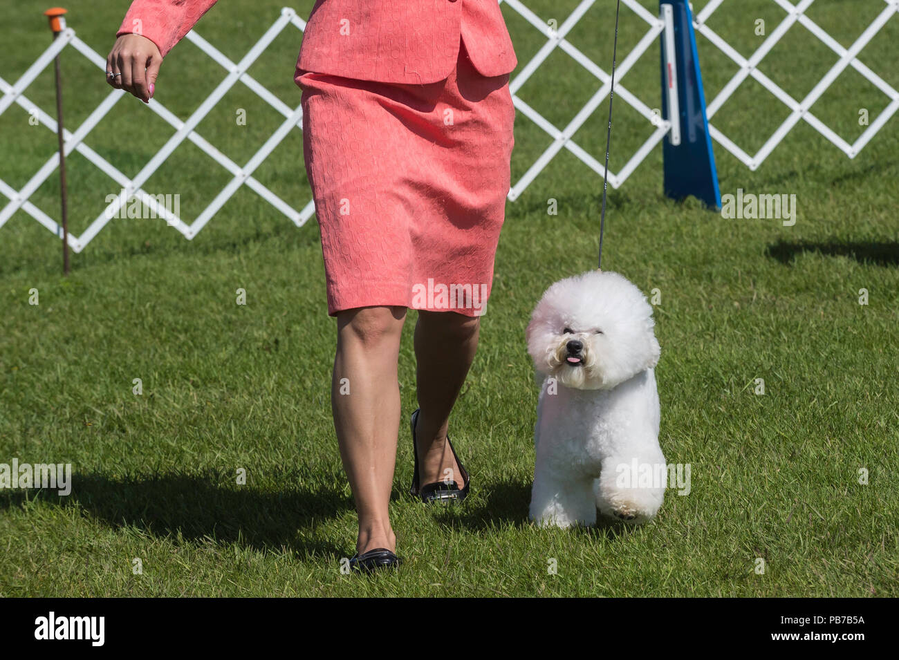 Bichon Frise dog, Evelyn Kenny Kennel and Obedience Club Dog show, Alberta, Canada Stock Photo