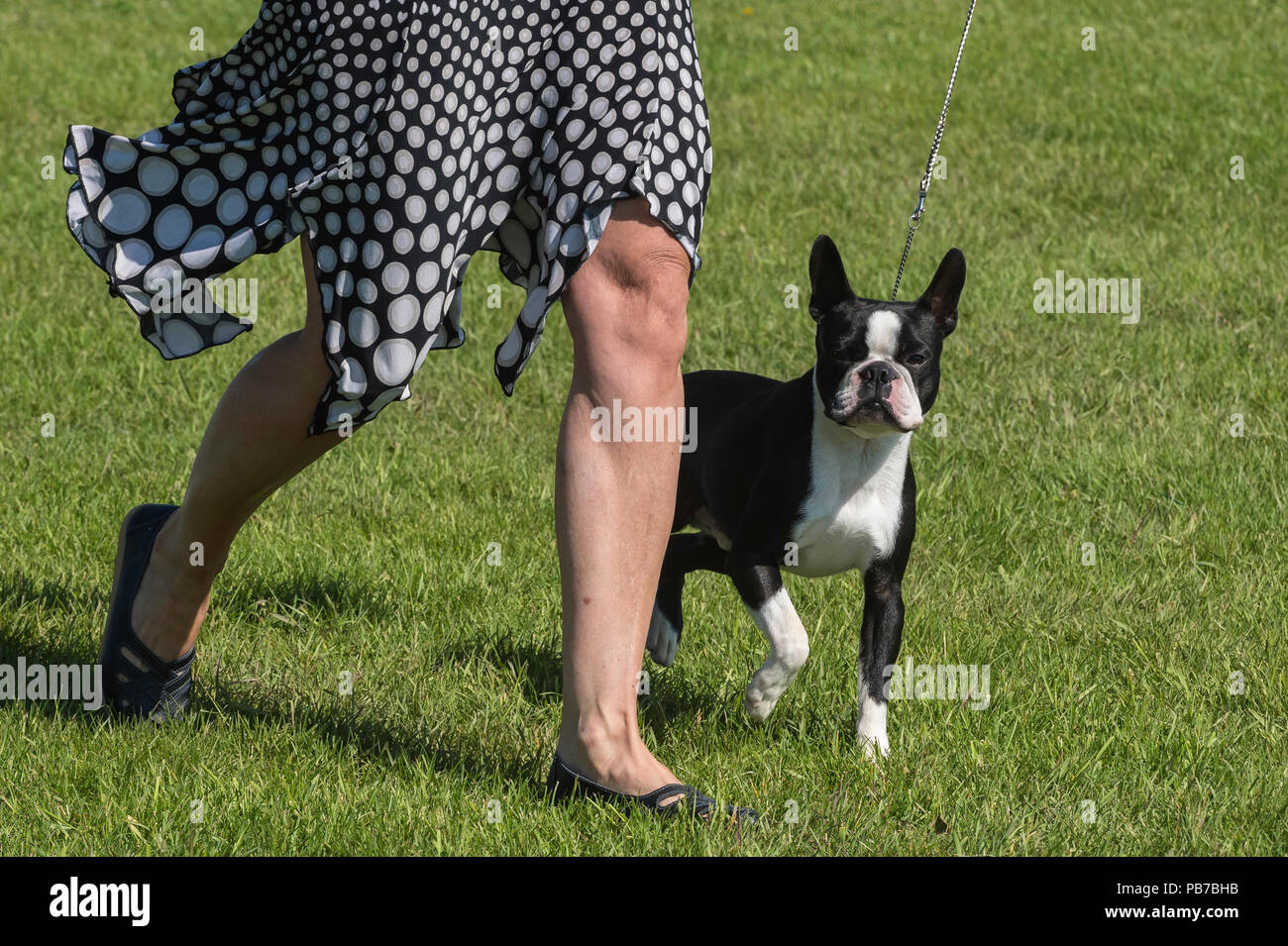 Boston terrier dog, Evelyn Kenny Kennel and Obedience Club Dog show, Alberta, Canada Stock Photo