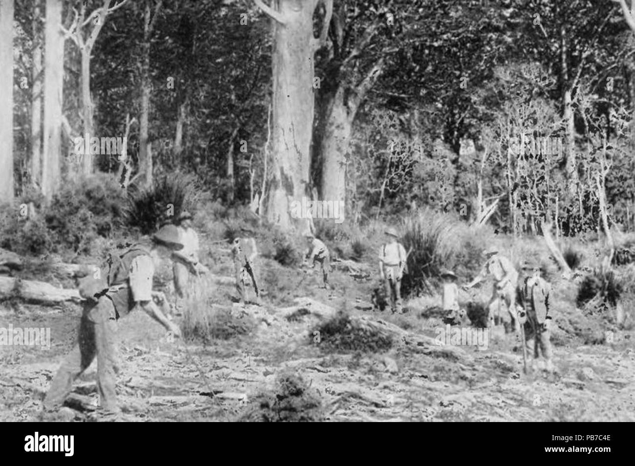 735 Gum diggers at work in kauri forest Stock Photo Alamy