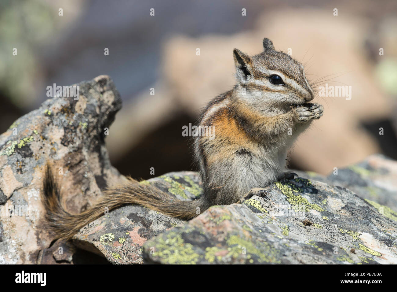 Tamias Spring Least Chipmunk, Tamias minimus, Rock Glacier, Peter Lougheed Provincial ...