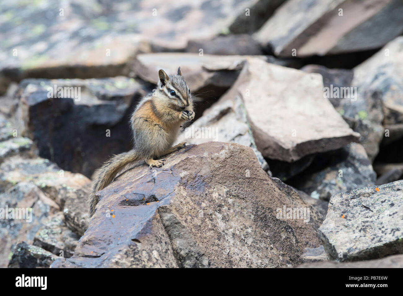 Least Chipmunk, Tamias minimus, Rock Glacier, Peter Lougheed Provincial Park, Alberta, Canada Stock Photo