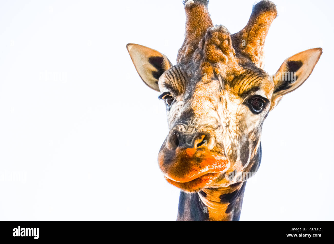 Close up animal portrait of giraffe head, looking down camera isolated on white background. Curious giraffe with big lips looking directly at camera. Stock Photo