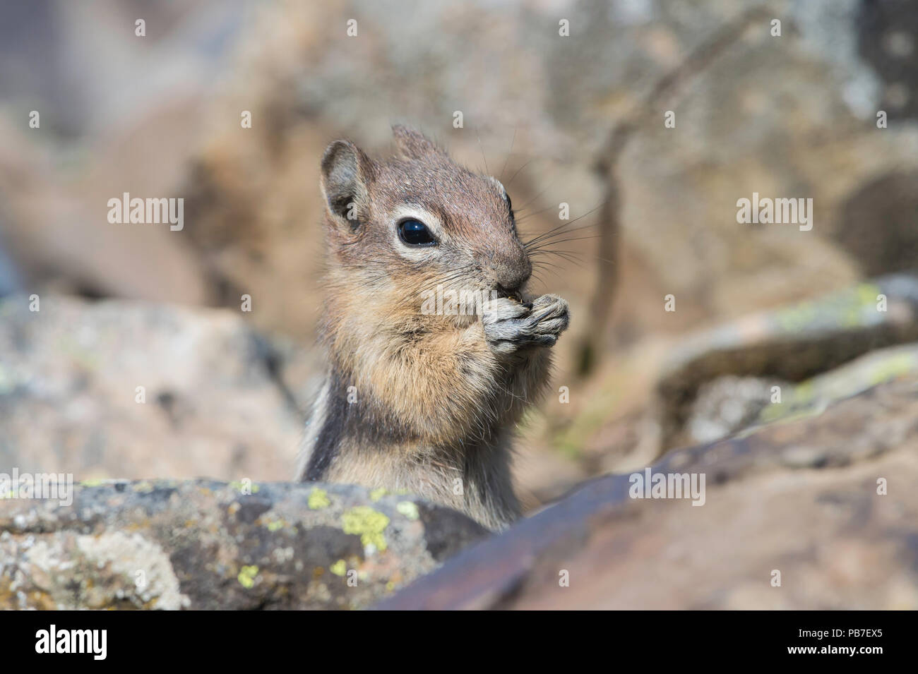 Golden-mantled ground squirrel, Callospermophilus lateralis, Rock Glacier, Peter Lougheed Provincial Park, Alberta, Canada Stock Photo