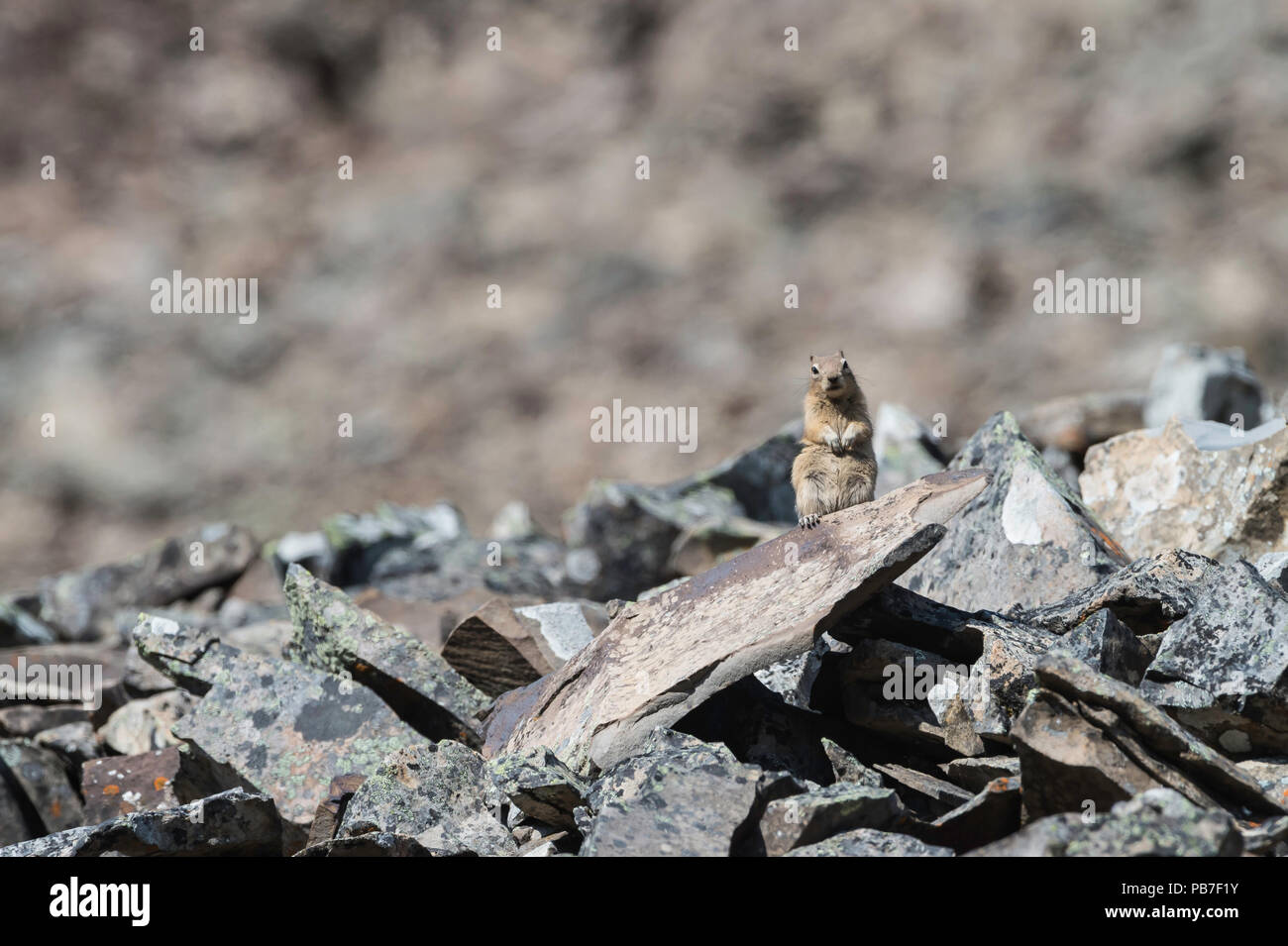 Golden-mantled ground squirrel, Callospermophilus lateralis, Rock Glacier, Peter Lougheed Provincial Park, Alberta, Canada Stock Photo