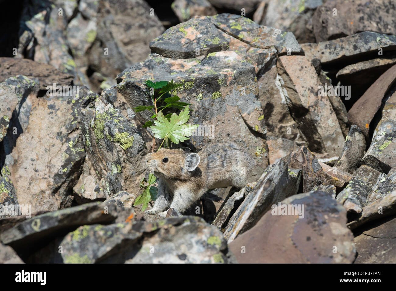 American pika, Ochotona princeps, Rock Glacier, Peter Lougheed Provincial Park, Alberta, Canada Stock Photo