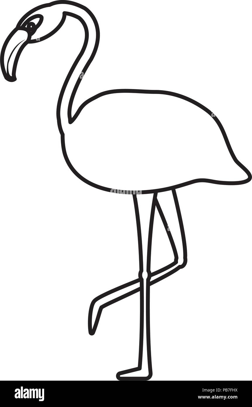 line tropical flemish beauty bird animal Stock Vector Image & Art - Alamy