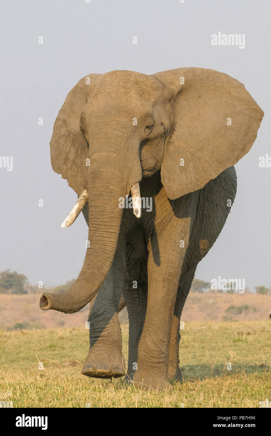 African bush elephant, Loxodonta africana,  Chobe National Park, Botswana Stock Photo