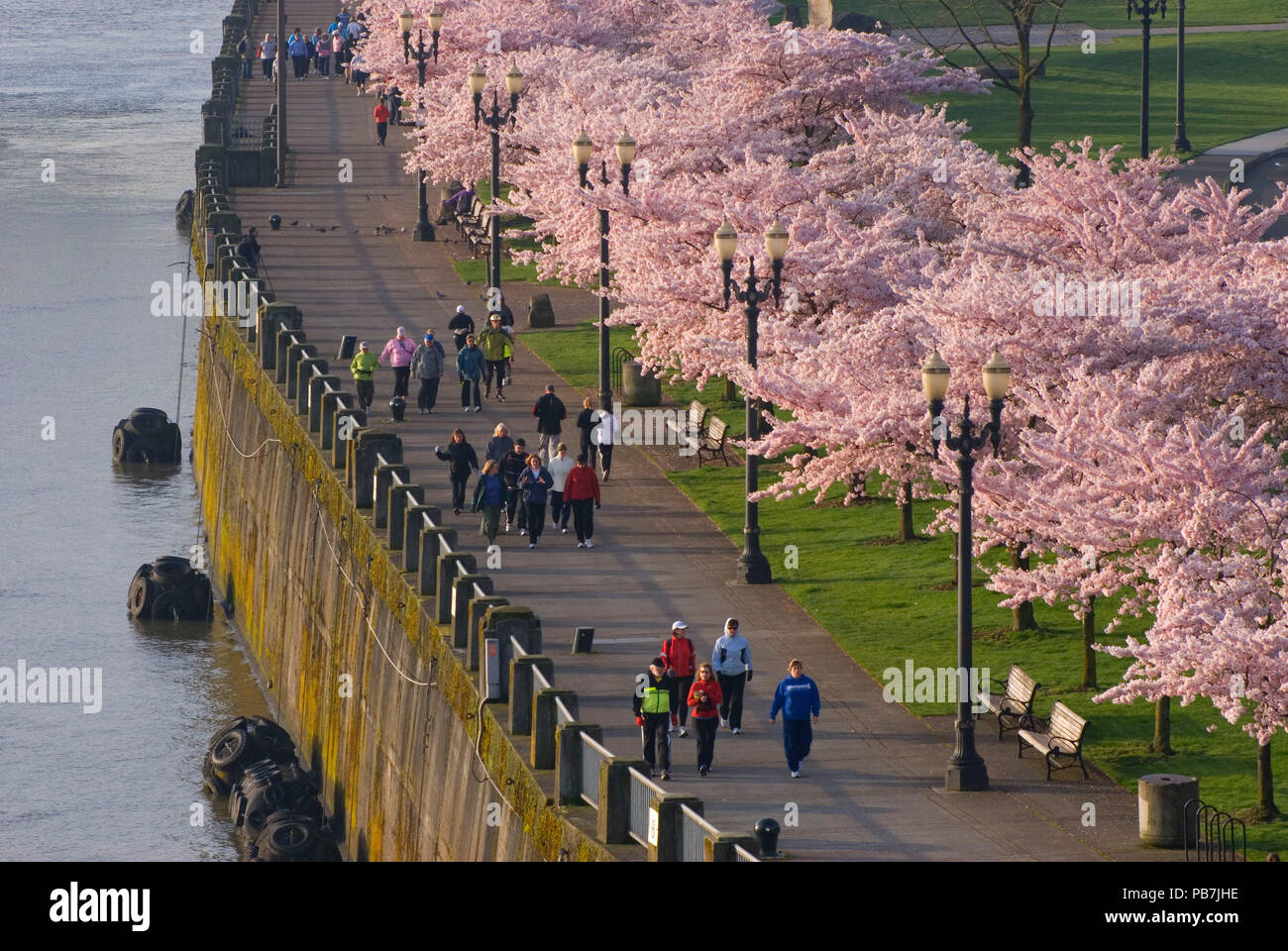 Waterfront walkway with decorative cherry trees from Steele Bridge, Tom McCall Waterfront Park, Portland, Oregon Stock Photo