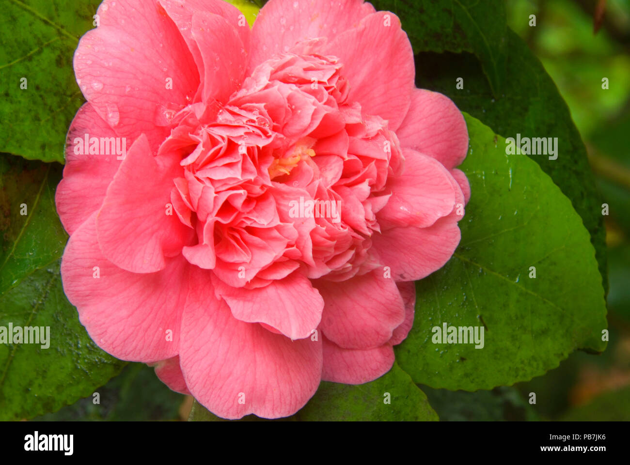 Camellia, Portland Japanese Garden, Washington Park, Portland, Oregon Stock Photo