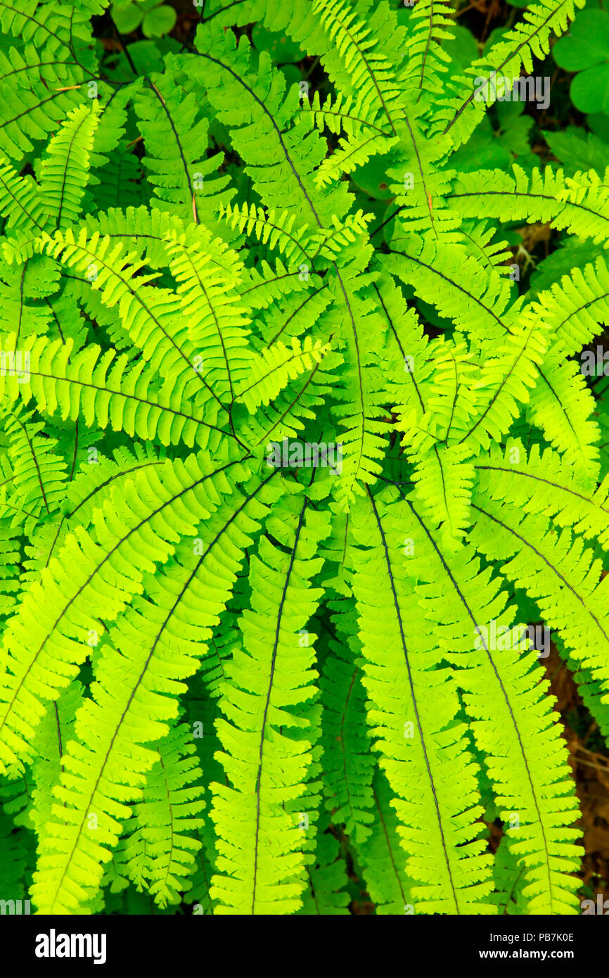 Five-finger fern along Canyon Trail, Silver Falls State Park, Oregon Stock Photo