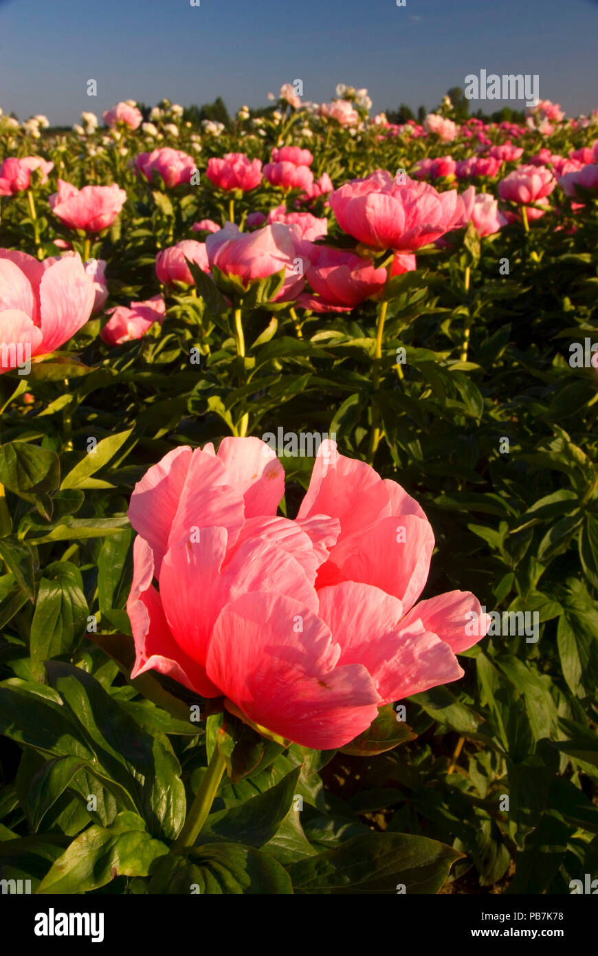 Lovely Rose peony, Adelman Peony Garden, Brooks, Oregon Stock Photo Alamy