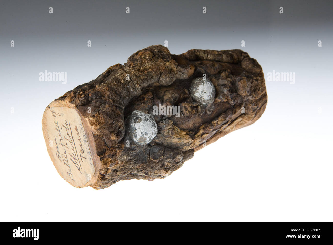 893 Lead Balls Embedded in Section of Tree Branch from Shiloh Battlefield Stock Photo