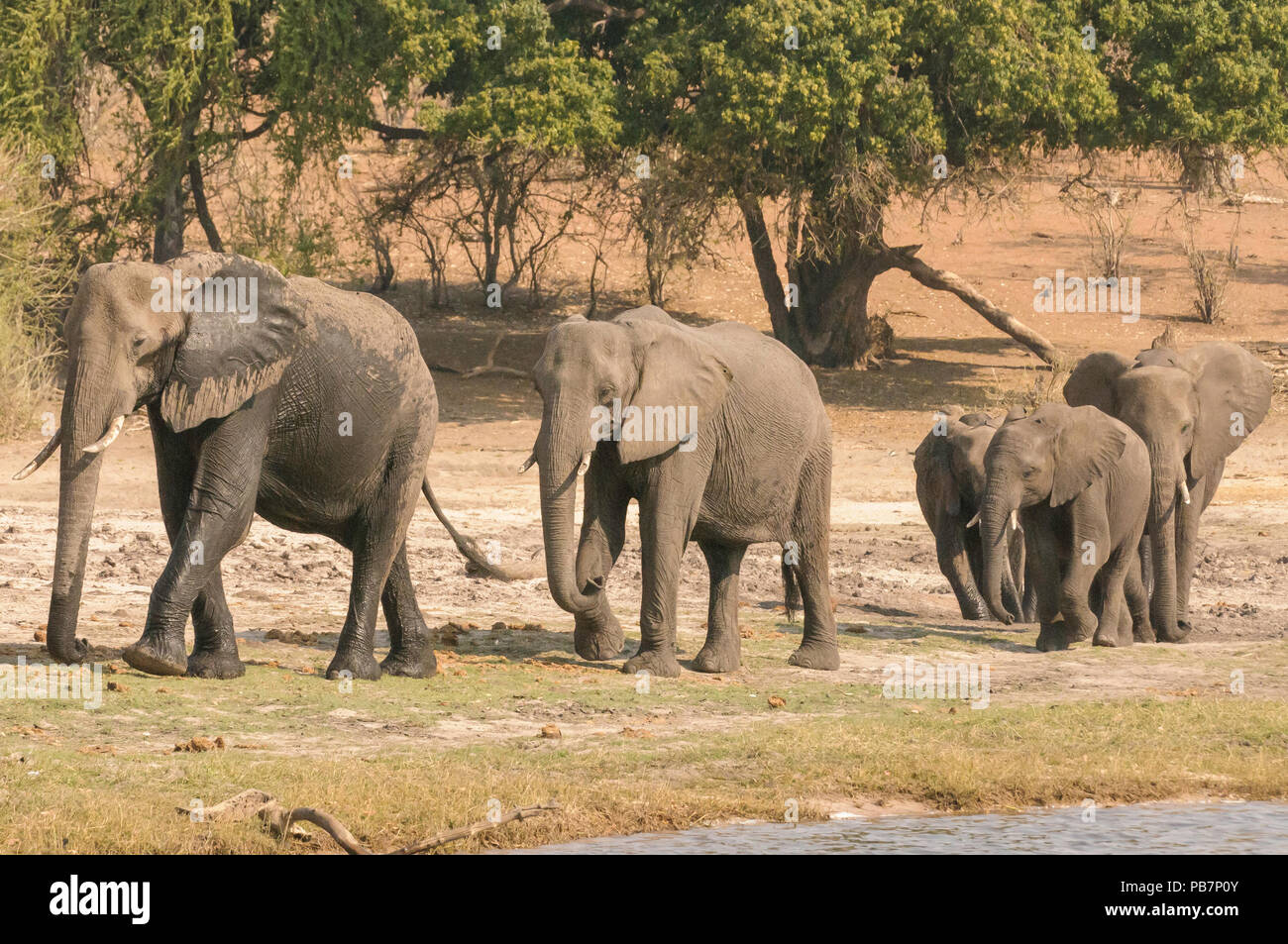African bush elephant, Loxodonta africana,  Chobe National Park, Botswana Stock Photo