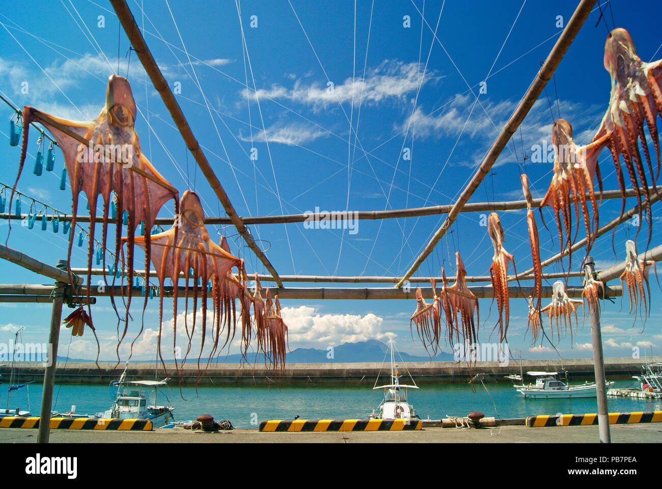 Dried Octopus Stock Photo Alamy