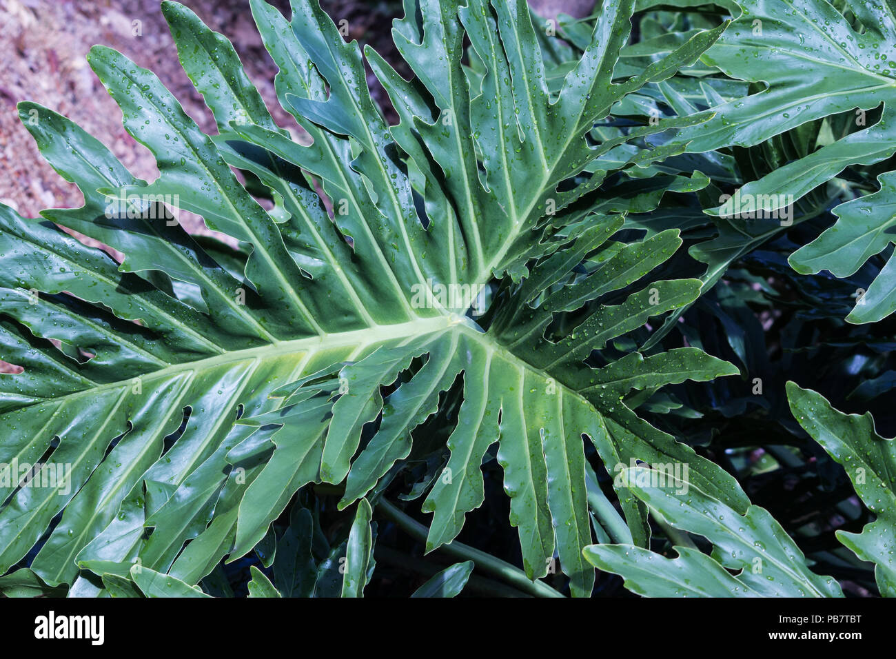 Swiss cheese plant hires stock photography and images Alamy