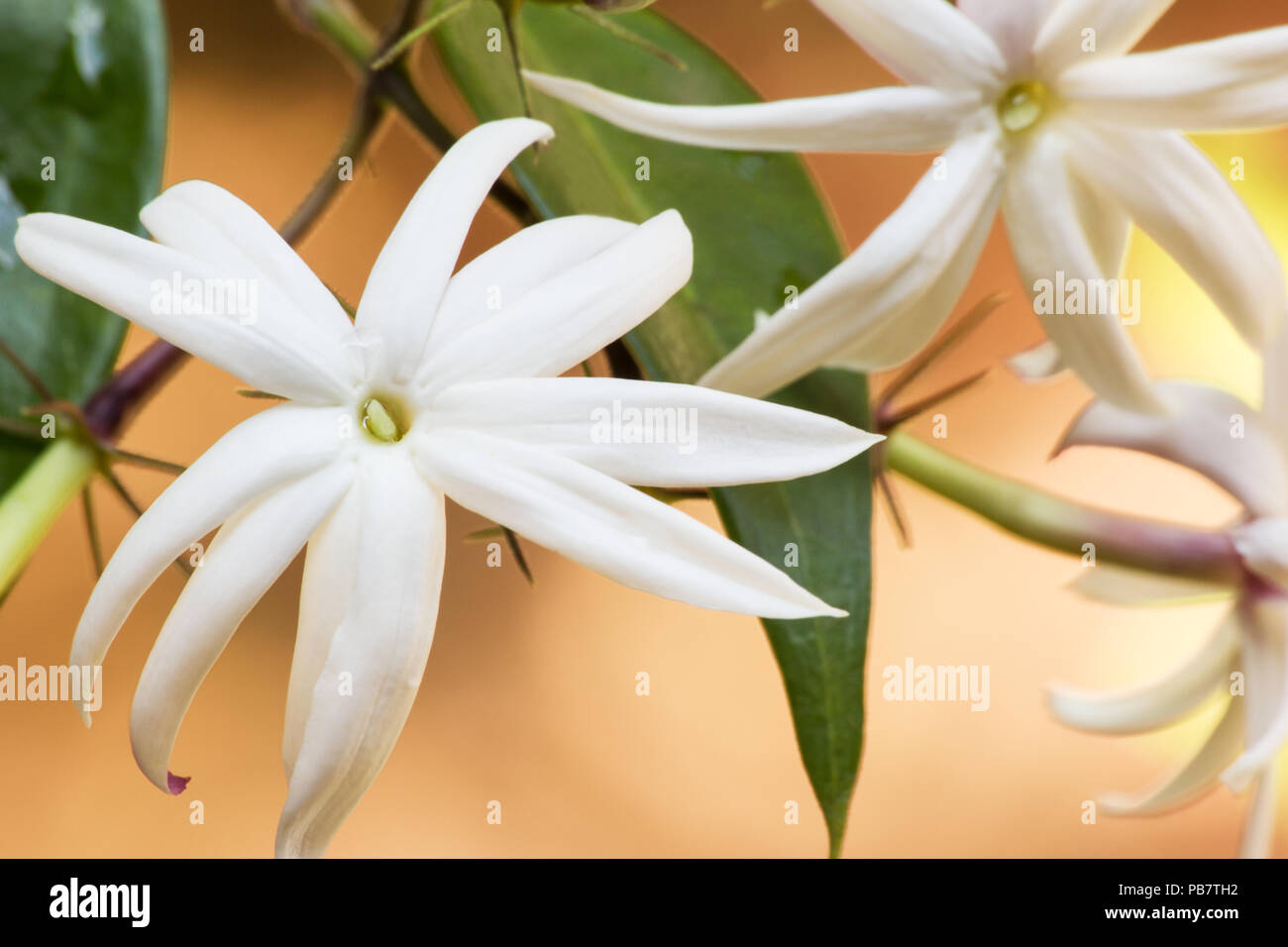 Star jasmine plants hi-res stock photography and images - Alamy