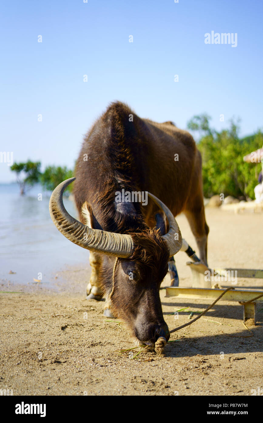 Water buffalo, Iriomote Island, Okinawa Prefecture, Japan Stock Photo