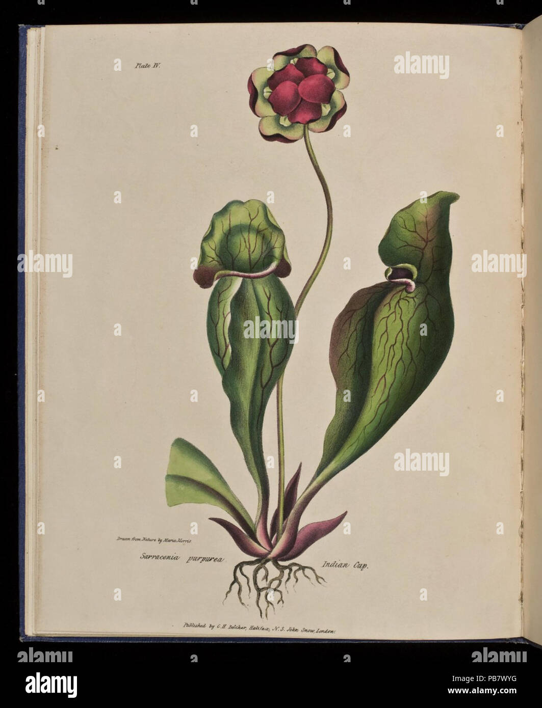 1853 Wild Flowers of Nova Scotia Sarracenia purpurea. Indian Cup (Plate IV) Stock Photo