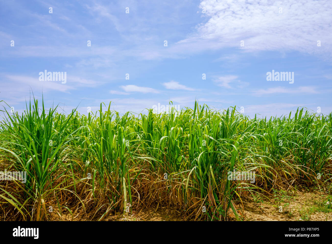 Sugar Cane Field Stock Photo Alamy