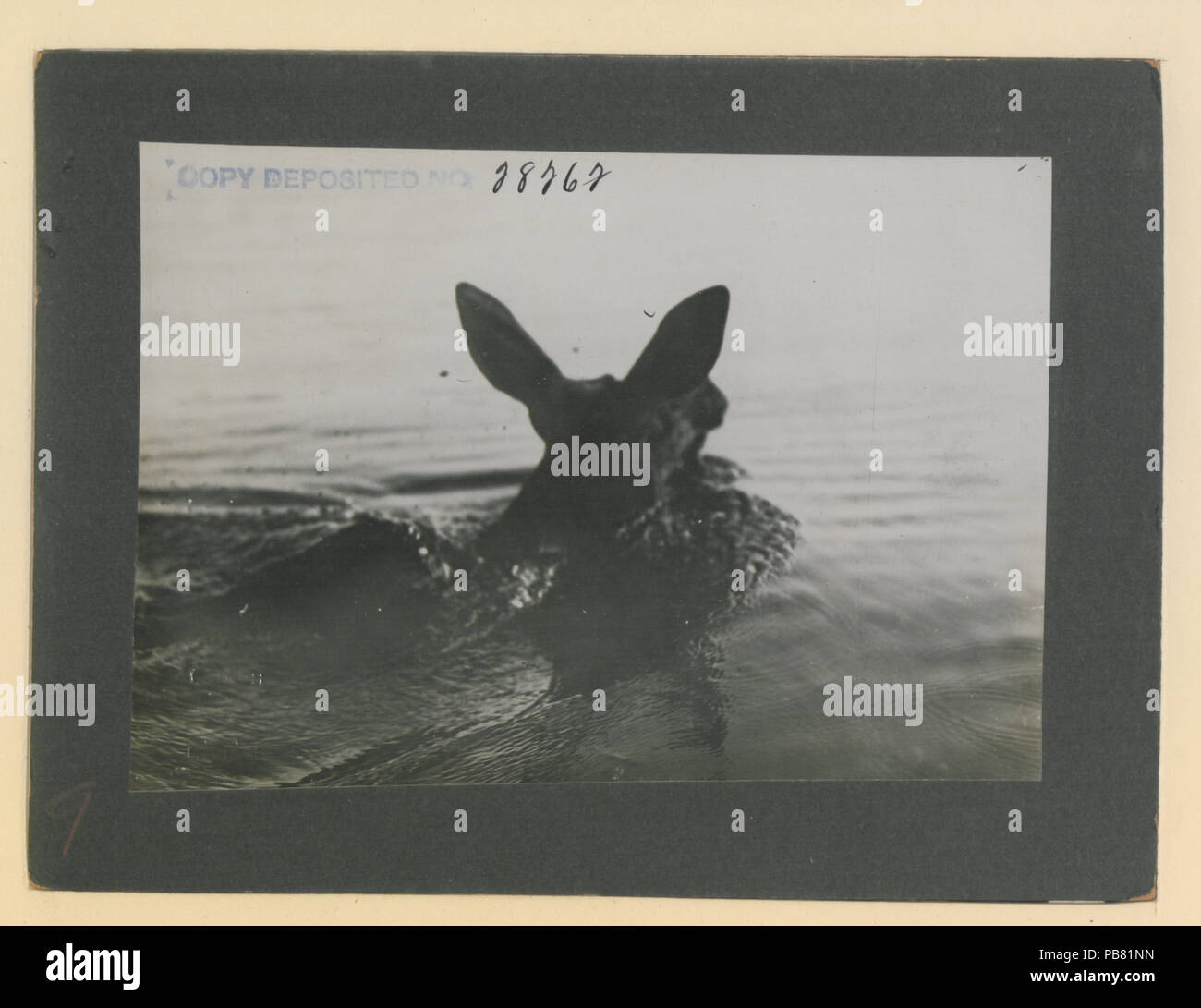 1247 Rear view of cow moose swimming (HS85-10-28262) original Stock ...