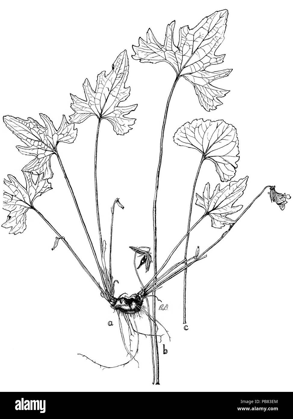 1821 Viola affinis × brittoniana VSI-11 Stock Photo