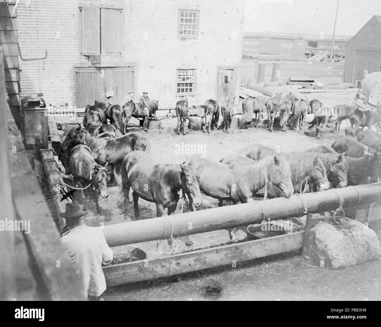. English: Sable Island Ponies after being unloaded from Steamer, to be sold at Auction – Halifax, Nova Scotia, Canada, about 1902. After the appointment of a marine superintendent to Sable Island in 1801, horses were routinely shipped off the island and sold at auction in Halifax, as well as in New England and Newfoundland. Valued for their strength and endurance, these small animals were a familiar sight on the streets of Halifax well into the twentieth century. circa 1902 1282 Sable Island Ponies after being unloaded from Steamer, to be sold at Auction, Halifax, Nova Scotia, Canada, ca. 190 Stock Photo