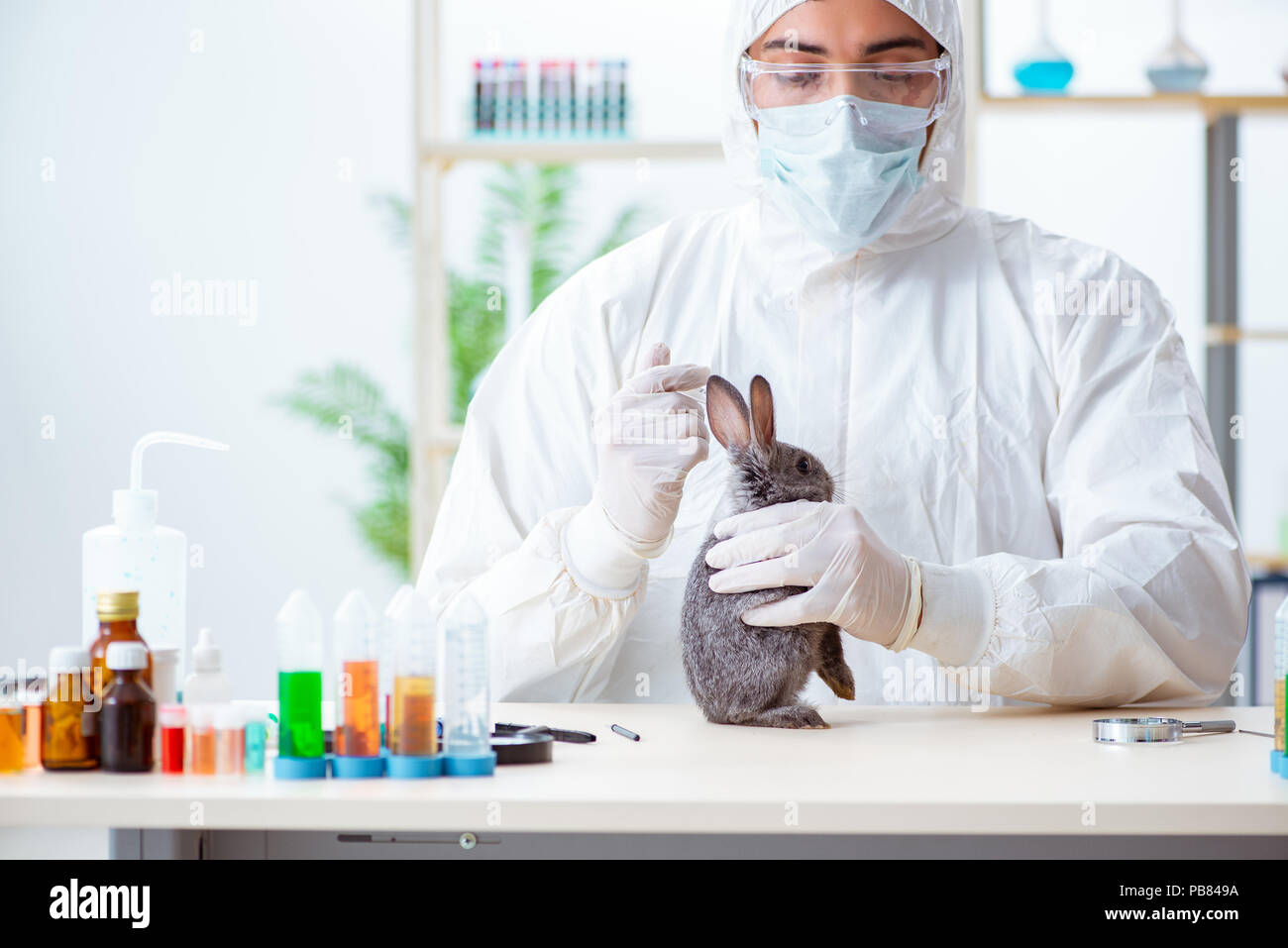 Scientist doing testing on animals rabbit Stock Photo Alamy